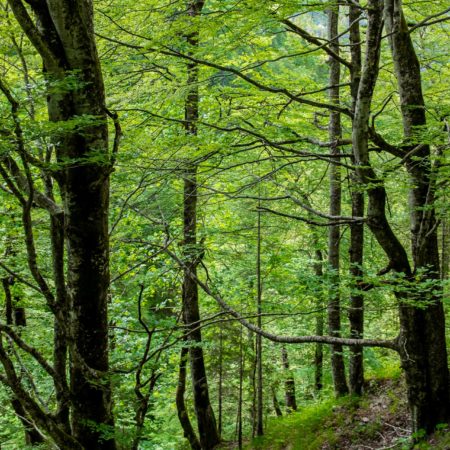 Grüner Wald